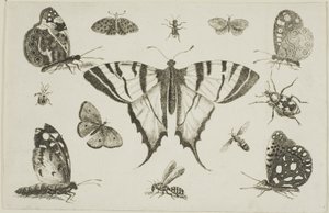 Kırlangıç Kuyruklu Kelebek ve Diğer On İki Böcek by Wenceslaus Hollar