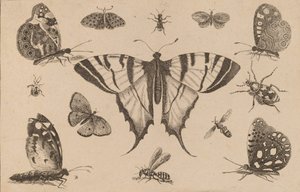 Kırlangıç Kuyruklu Kelebek ve On İki Diğer Böcek. by Wenceslaus Hollar