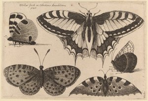 Üç Kelebek ve İki Güve by Wenceslaus Hollar