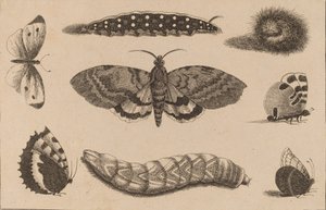 Üç Tırtıl, Bir Güve ve Dört Kelebek. by Wenceslaus Hollar