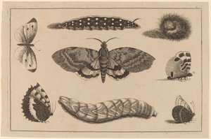 Üç Tırtıl, Bir Güve ve Dört Kelebek by Wenceslaus Hollar