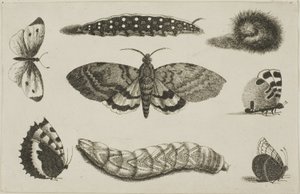 Üç Tırtıl, Bir Güve ve Dört Kelebek by Wenceslaus Hollar