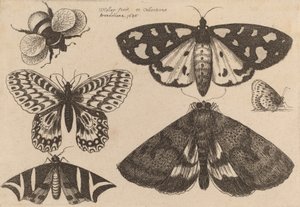 Üç Güve, İki Kelebek ve Bir Bombus Arısı, 1646. by Wenceslaus Hollar