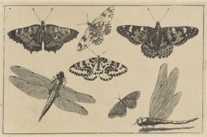 İki yusufçuk ve beş kelebek Çeşitli böcekler (dizi başlığı) Diversae Insectorum (dizi adı) by Wenceslaus Hollar