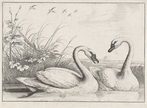 iki kuğu Diversae avium türleri (seri başlığı) Farklı kuşlar (dizi adı) by Wenceslaus Hollar