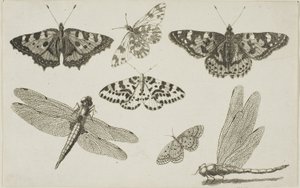 İki Yusufçuk ve Beş Kelebek by Wenceslaus Hollar