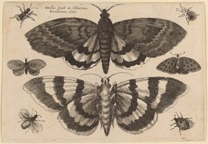 İki Güve ve Altı Böcek by Wenceslaus Hollar