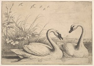 İki Kuğu, 1654-58. by Wenceslaus Hollar