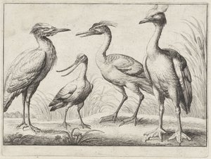 dört yürüyen kuş Farklı kuşlar (dizi adı) by Wenceslaus Hollar