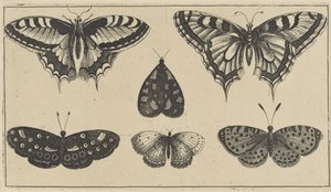 Beş kelebek ve bir güve Çeşitli böcekler (dizi başlığı) Diversae Insectorum (dizi başlığı) by Wenceslaus Hollar