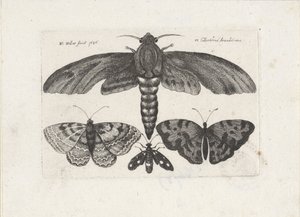 Kelebekler ve bir güve Böcekler (dizi adı) Muscarum Scarabeorum (dizi adı) by Wenceslaus Hollar