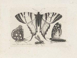 Kelebekler ve yaban arısı Böcekler (dizi adı) Muscarum Scarabeorum (dizi adı) by Wenceslaus Hollar
