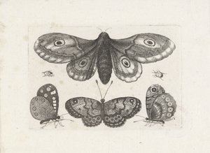 Kelebekler, böcekler ve bir güve Böcekler (dizi adı) Muscarum Scarabeorum (dizi adı) by Wenceslaus Hollar