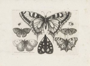 Kelebekler, böcekler ve bir güve Böcekler (dizi adı) Muscarum Scarabeorum (dizi adı) by Wenceslaus Hollar