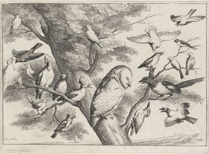 Ağaçtaki kuşlar Farklı kuşlar (dizi adı) by Wenceslaus Hollar