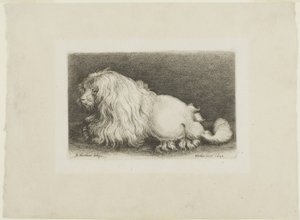 beyaz köpek by Wenceslaus Hollar