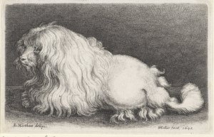 beyaz köpek by Wenceslaus Hollar