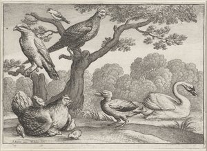 Kuğu, civcivli tavuk ve diğer kuşlar Farklı kuşlar (dizi adı) by Wenceslaus Hollar