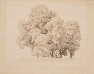 Yaprak ağacı grubu by Werner Holmberg