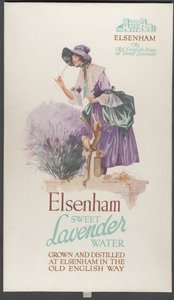 Elsenham Lavanta, 1920