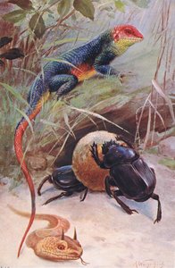 Bir Gama, Boynuzlu Engerek ve Kutsal Böcek, Wildlife of the World