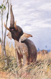 Afrika Fili, Wildlife of the World
