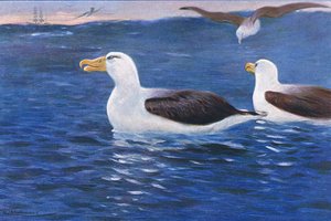 Albatros, Wildlife of the World