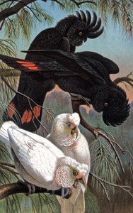 Banks'ın kakadusu, 1910 dolayları (resim) by Wilhelm Kuhnert