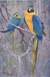 Frederick Warne & Co tarafından yayınlanan Wildlife of the World