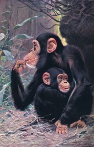 Şempanze, Wildlife of the World