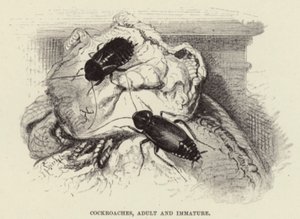 Hamamböceği, Yetişkin ve Olgunlaşmamış by Wilhelm Kuhnert