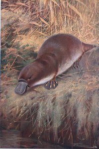 Ördek Gagası, Wildlife of the World