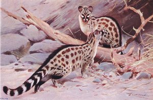 Dungola Genet, Wildlife of the World