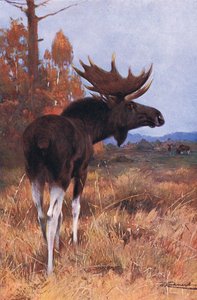 Elk or Moose, Wildlife of the World