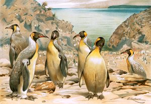 dev penguenler by Wilhelm Kuhnert