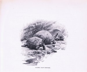 Dev Kaplumbağalar, Wildlife of the World