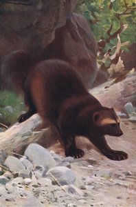 Obur ya da Wolverine, Wildlife of the World