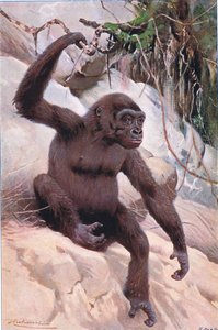 Goril, Wildlife of the World