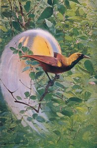 Büyük Cennet Kuşu, Wildlife of the World