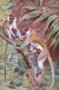 Yeşil Maymun, Wildlife of the World
