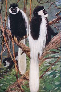 Guereza, Wildlife of the World