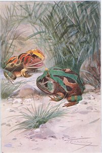 Boynuzlu Kurbağa, Wildlife of the World