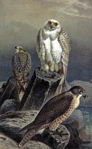 Av Şahini, 1910 dolayları (resim) by Wilhelm Kuhnert