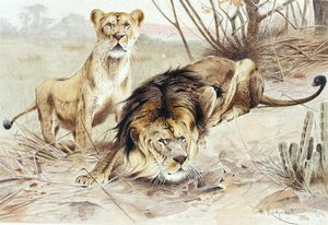 Aslan, "Brehms Tierleben: Allgemeine Kunde des Tierreichs", cilt 1, s.453