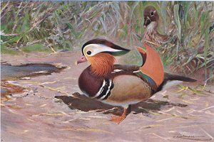 Mandalina Ördeği, Wildlife of the World