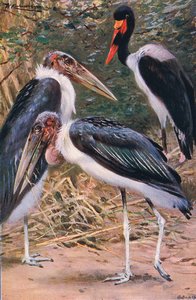 Marabou ve Jabiru, Wildlife of the World