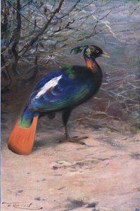 Monal, Wildlife of the World