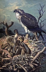 Osprey, 1910 dolayları (resim) by Wilhelm Kuhnert