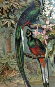 Muhteşem Quetzal, 1910 dolayları (resim) by Wilhelm Kuhnert