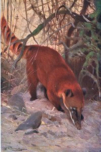 Red Coati, Wildlife of the World